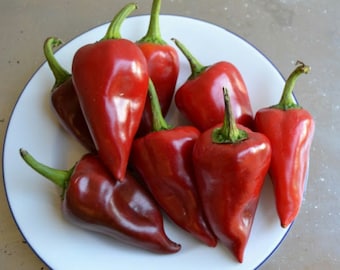 Semi di peperoncino spagnolo Pimiento del Piquillo semi di peperone dolce cimelio