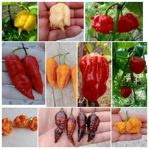 Världens hetaste chilipepparfrön: 10 superheta sorter