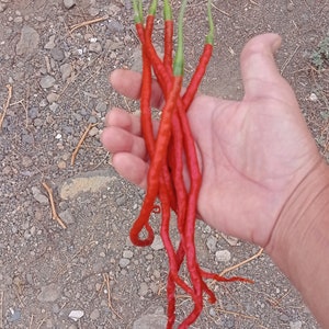 THUNDER MOUNTAIN LONGHORN 10+ Chilisamen