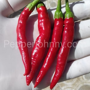 50+ nasion, kalabryjska papryczka chili Diavolicchio Diamante, nasiona papryczki chili, włoska odmiana, pikantne kalabryjskie papryczki chili
