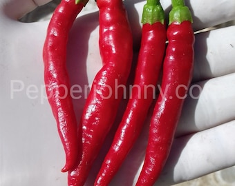 Semi di peperoncino Diavolicchio Diamante: cimelio calabrese, piccante (10+ semi)