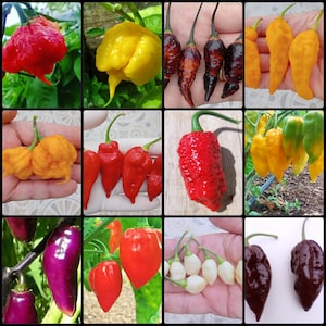 World&#39;s Hottest Pepper Seeds: 12 Chillies Set - Carolina Reaper, Ghost, Scorpion