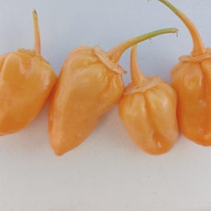 PEACH BUBBLEGUM BBG7 | 10+ seeds