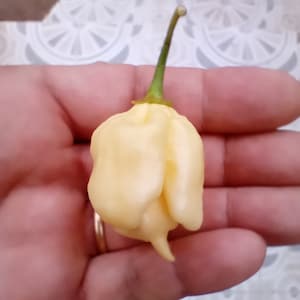 CAROLINA REAPER WHITE | 10+  Hand selected chilli seeds, the world&#39;s hottest chilli pepper