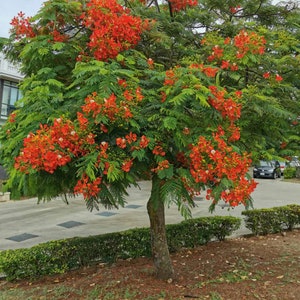 Flamboyant, 10 seeds, Delonix regia, royal ponciana, flame tree, bonsai seeds,easy to grow