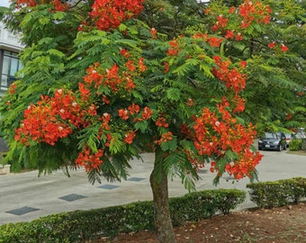 Flamboyant, 10 seeds, Delonix regia, royal ponciana, flame tree, bonsai seeds,easy to grow