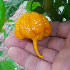 CAROLINA REAPER YELLOW 10+  seeds, the world&#39;s hottest pepper