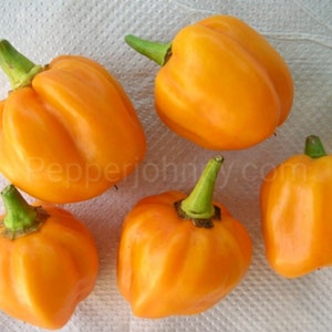 HABANERO ORANGE 10 seeds , habanero seeds