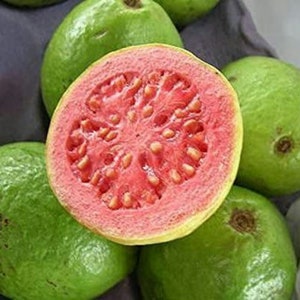 Può includere: Primo piano di un frutto di guava tagliato con polpa rosa e semi bianchi. Il frutto è circondato da guave verdi intere.