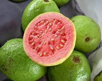 Sementes de Goiaba Rosa: Fruta Tropical, Planta Bonsai
