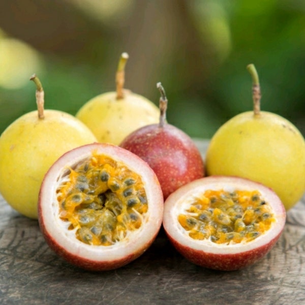 Gelb | Lila Passionsfrucht 20/30 Samen, Passionsfrucht edulis, gelb lila Maracuja, Passionsfruchtrebe, Granadillasamen