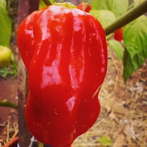 Habanero Caribean Red, 10 seeds,  habanero pepper seeds