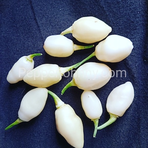 Habanero White Snow Pepper Seeds - 10 Mini Seeds