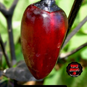 SCARLETT VARIEGATED 10 + Chilli seeds, dark leaves pheno, ornamental chilli