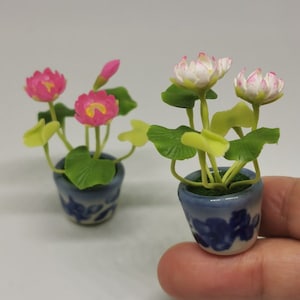 May include: Two miniature potted plants with pink and white flowers. The pots are blue and white with a floral design.