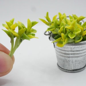 May include: A small, silver bucket filled with a cluster of yellow-green succulent plants. The plants have fleshy leaves and are arranged in a natural, cascading style.
