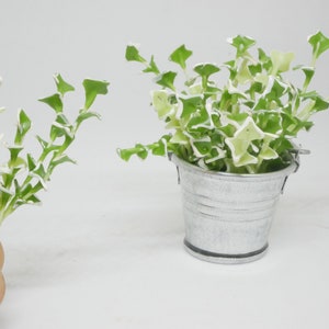 1 Pc Miniature of Ivy Plant Clay Miniature Dollhouse Handmade Decoration 1:12