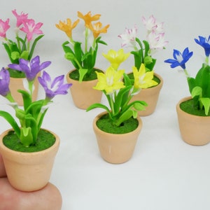 May include: Six miniature potted plants with colorful flowers. The plants are in terracotta pots and have green leaves. The flowers are purple, pink, yellow, orange, white, and blue.