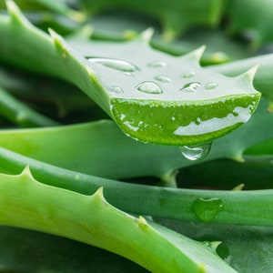 Può includere: Primo piano di foglie fresche di aloe vera verde con goccioline d'acqua. Le foglie hanno un bordo seghettato e una consistenza spessa e carnosa. L'immagine evidenzia il colore naturale e vibrante della pianta e l'acqua scintillante.