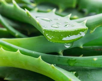 Foglie fresche di Aloe Arborescens - 1 KG