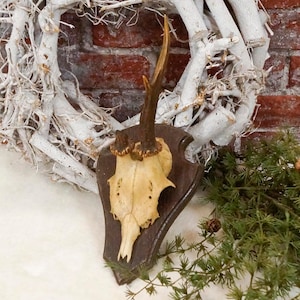 abnormes Geweih Gehörn mit Gebiss / Zähnen Jagd Rehbock Jagdtrophäe Trophäe, Wild Wand Landhaus Jagdhütte Brocante Vintage Kleiderhaken