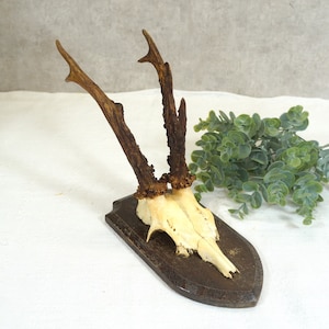 altes Geweih aus den 40er Jahren, Gehörn, Rehgeweih, Jagd Trophäe, Wild - Wanddekoration, Kleiderhaken, Garderobe