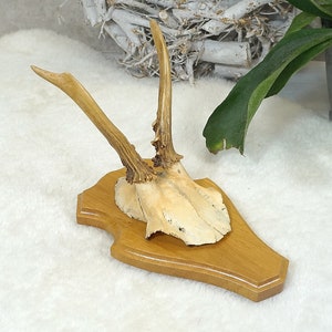 kleines altes Geweih, Gehörn, Rehgeweih, Jagd Trophäe, Wild - Wanddekoration, Kleiderhaken, Garderobe
