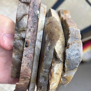 MYSTERY BOX o&#39;SLABS! One lb. of slabbed agates, wood, jasper and more