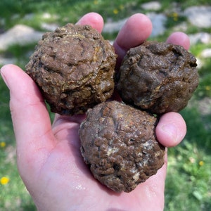 Pequeños Thundereggs de Madras, Oregon]