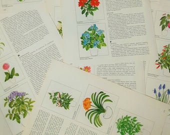 Vintage Flower Book Pages, Junk Journal Pages, Vintage Floral Ephemera, Collage, Floral Pages for Nature Journal, Mixed Media, Glue Book,