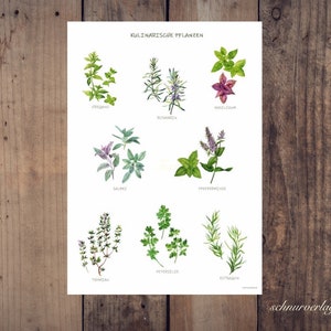 Kitchen herb poster in DIN A3 made of recycled paper