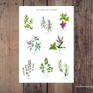 Kitchen herb poster in DIN A3 made of recycled paper