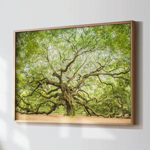 Angel Oak Charleston Print, Charleston Photography, Live Oak Tree Print, Low Country Decor, Green Wall Art, Charleston Print, Southern Home