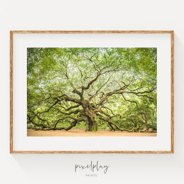 Southern Live Oak - Etsy