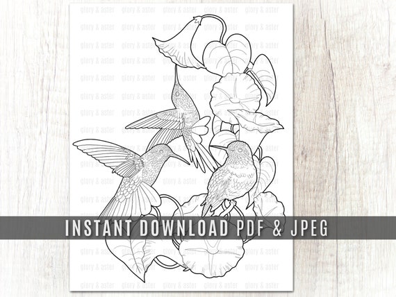 Hummingbirds Coloring Page Printable Adult Coloring Page - Etsy