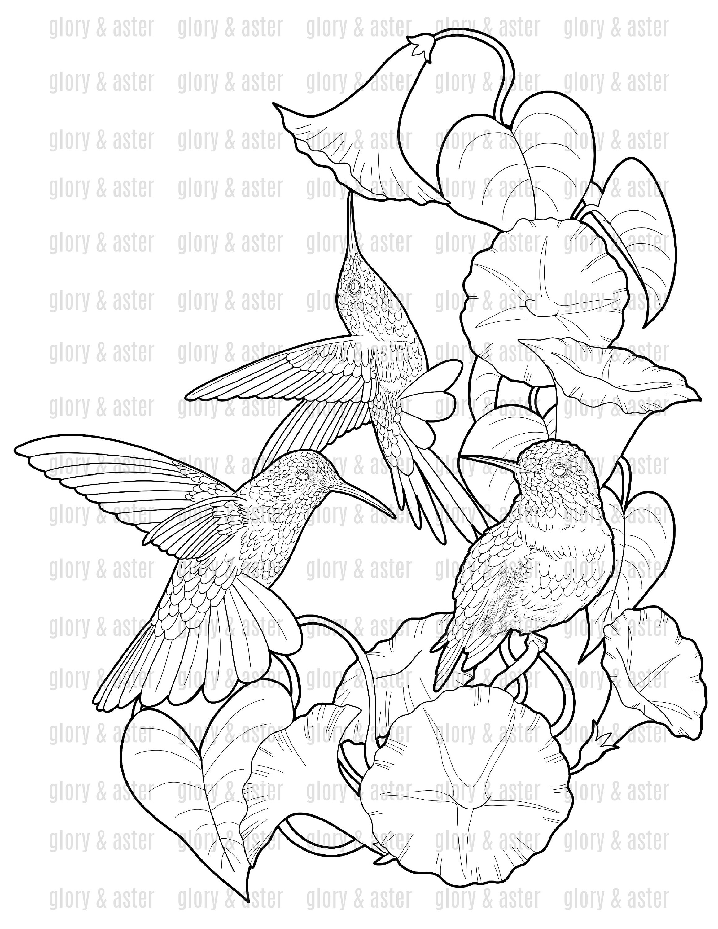 Hummingbirds Coloring Page Printable Adult Coloring Page Instant ...