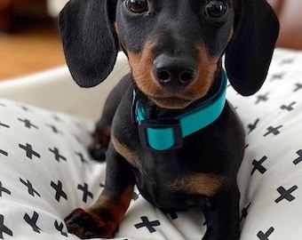Biothane Small Dog & Puppy Collar - Waterproof - Quick Release - Narrow 16mm
