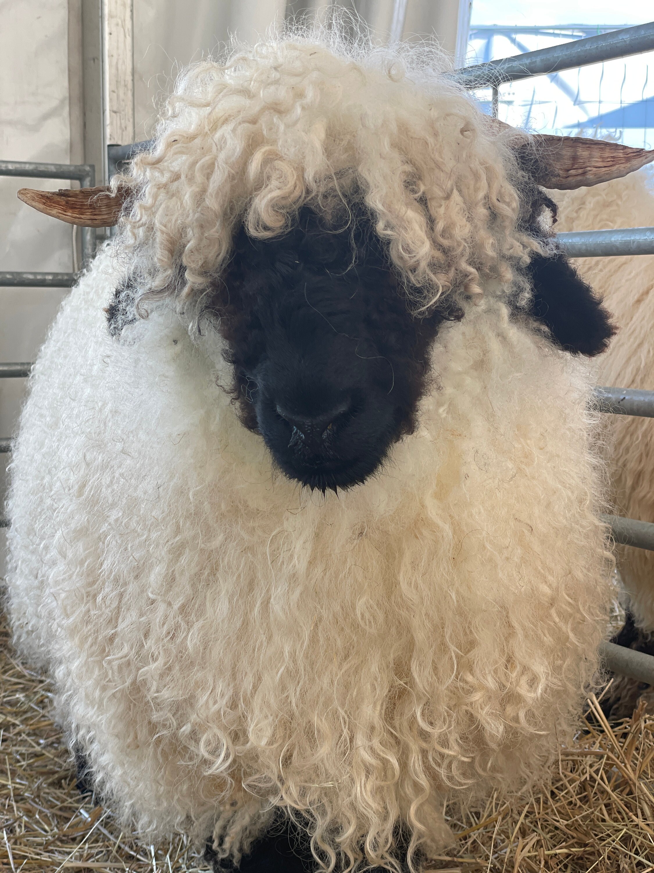 Nez Noir Du Valais à Vendre Valais Blacknose / Nez noir du Valais serrure laine de mouton - Etsy France