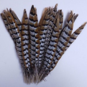 25cm - 30cm Rare Brown Tip Stripe Pheasant Real Feathers Craft Hat Arts Decorations Party UK