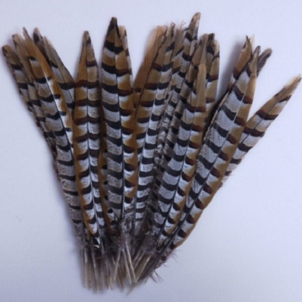 25cm - 30cm Rare Brown Tip Stripe Pheasant Real Feathers Craft Hat Arts Decorations Party UK