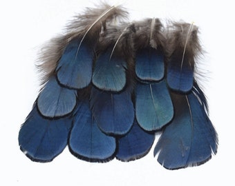 Shimmering Blue Eyed Feathers 4cm - 8cm Pheasant Fly Craft Hat Arts Costume