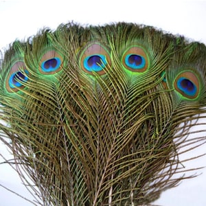 Peacock Tail Feathers 25-30cm Feathers Craft Hat Decorations Hat Sweing 10"-12"