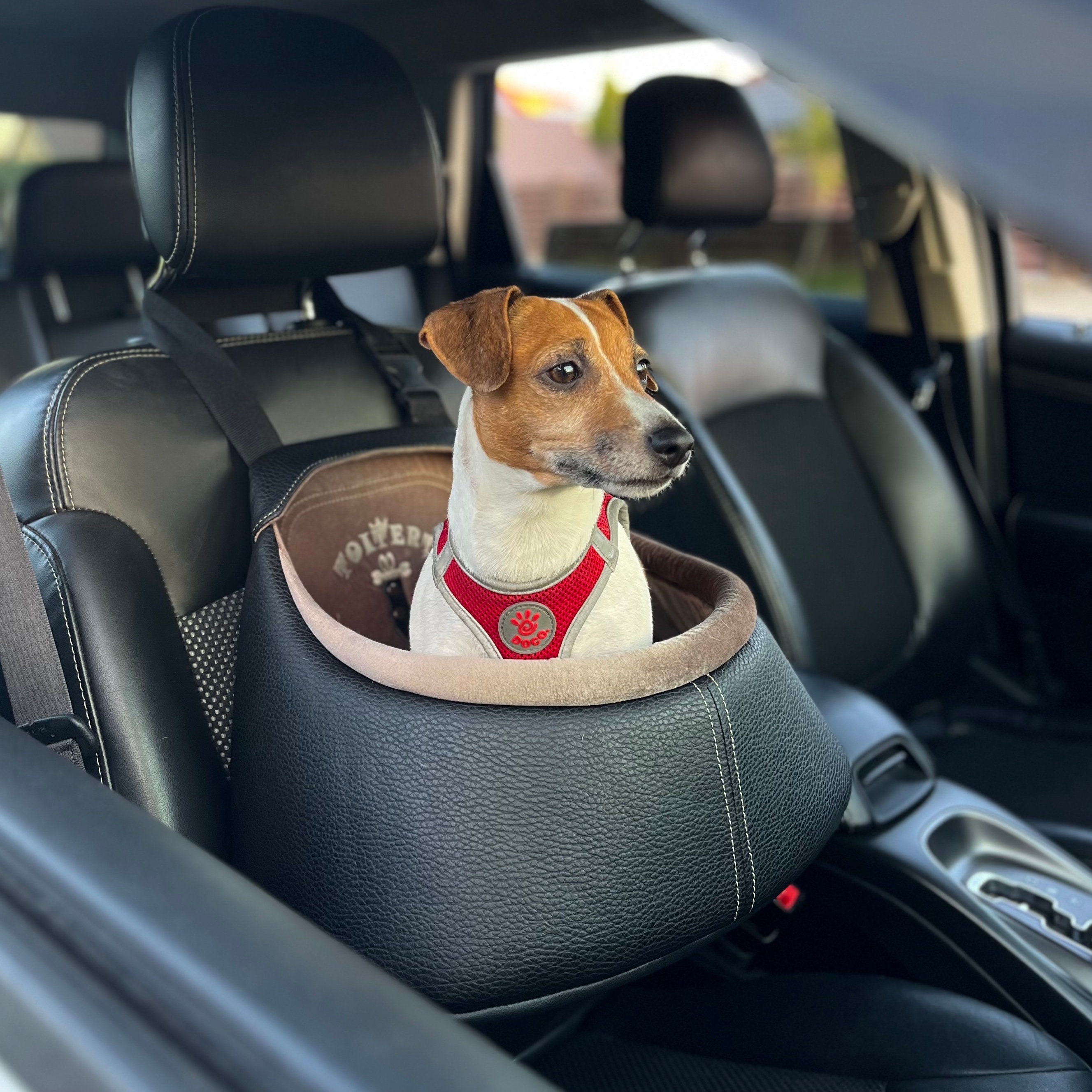 Hunde Autoschonbezug für die Rücksitzbank online kaufen