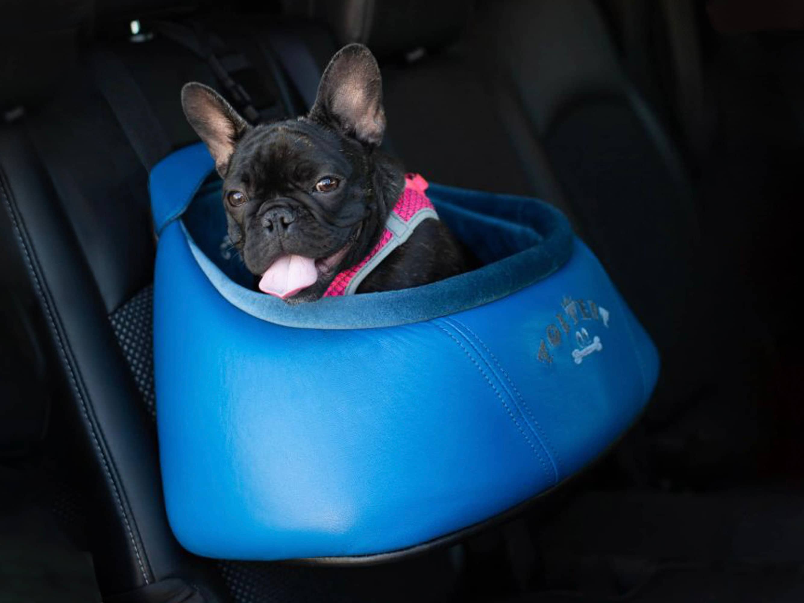 Meet Louis XIII Vuitton, the Sharp Frenchie with Style for Days