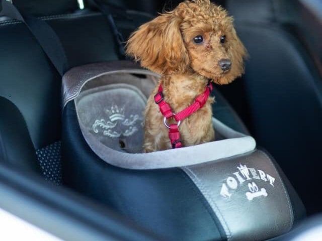 Siège De Voiture Pour Chien Et Chat, Siège Rehausseur Pour Chien À Console  Centrale Avec Ceinture De Sécurité De Protection Et Coussin Doux, Mode en  ligne