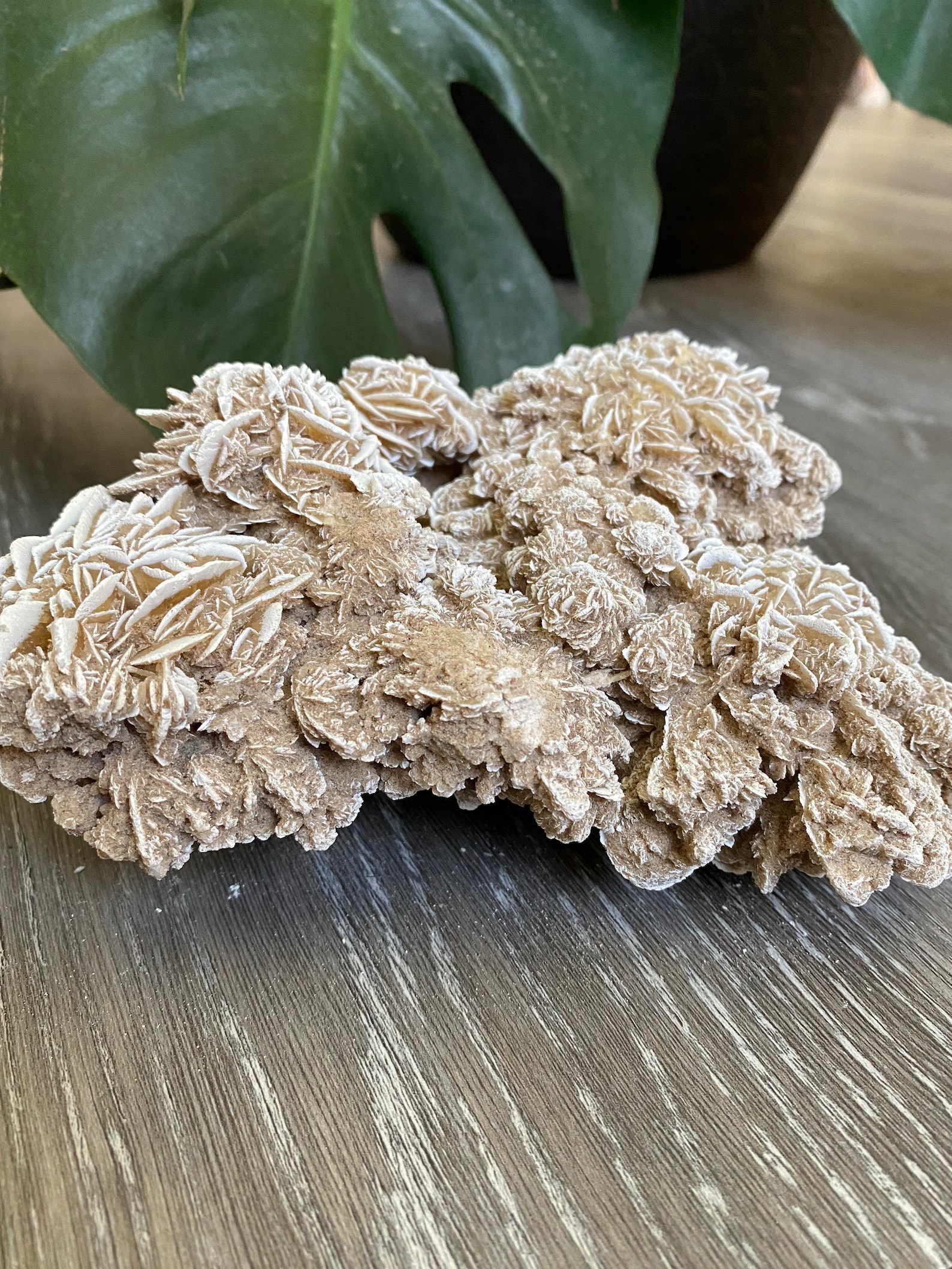 2.1lb Desert Rose Piece Large Desert Gypsum Rock Specimen Etsy