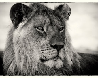 Lion at Pretoriuskop, South Africa, 2009, Christopher Rimmer, Archival Giclee Print, Signed