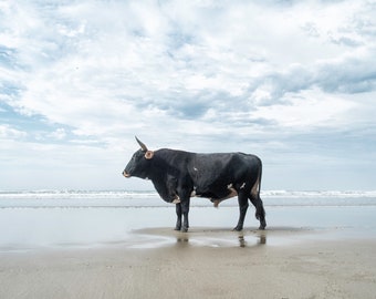 Bull on Beach #6, South Africa, 2014, Christopher Rimmer, Archival Giclee Print, Signed