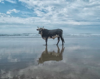 Bull on Beach #5, South Africa, 2014, Christopher Rimmer, Archival Giclee Print, Signed