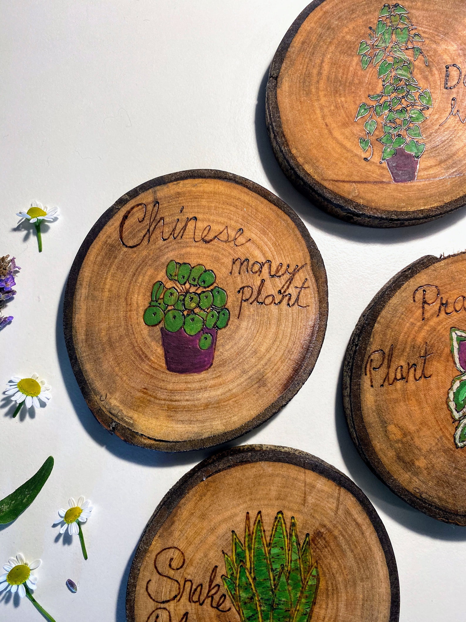 Small Plant Coaster Set Assorted Plants Etsy